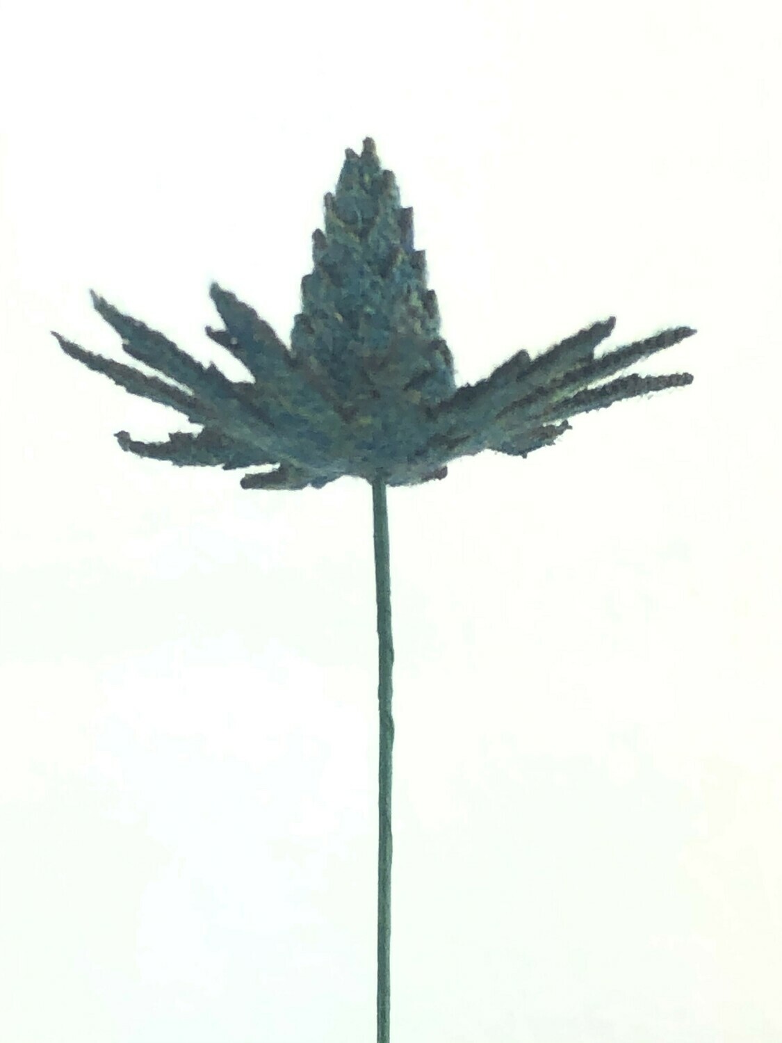 Sea Holly