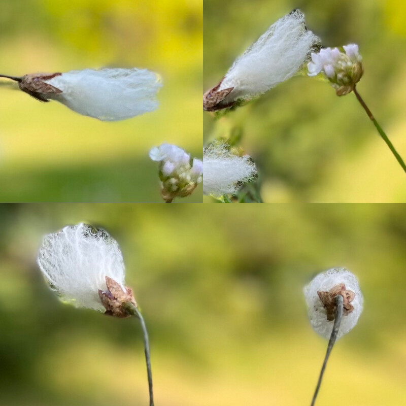 Harris Tweed® Flower Stem- Bog cotton