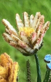 Harris Tweed® Flower Stem - Common Daisy