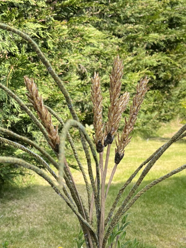 Harris Tweed® Flower Stem - Marram Grass