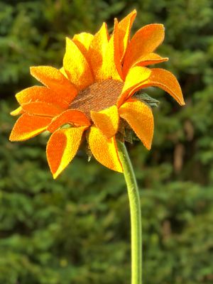 Harris Tweed® Sunflower