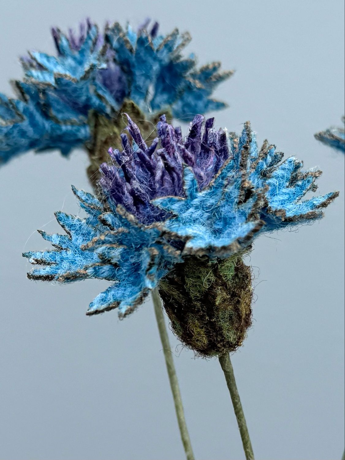 Cornflower Stem
