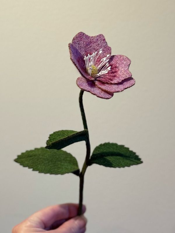 Canadian wild rose