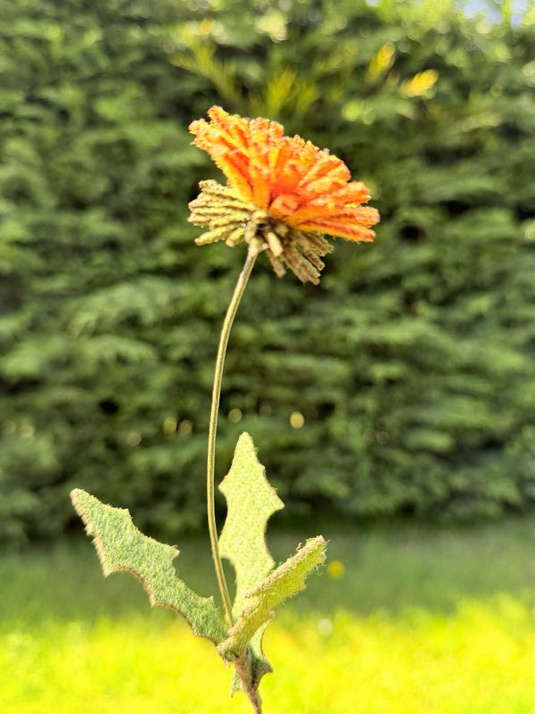 Dandelion