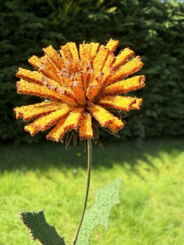 Dandelion