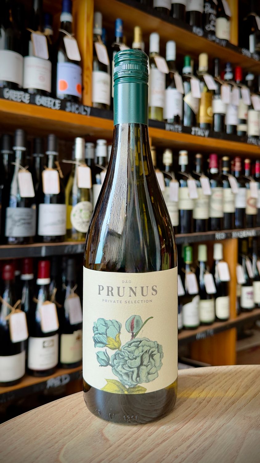 Punus Dao Branco