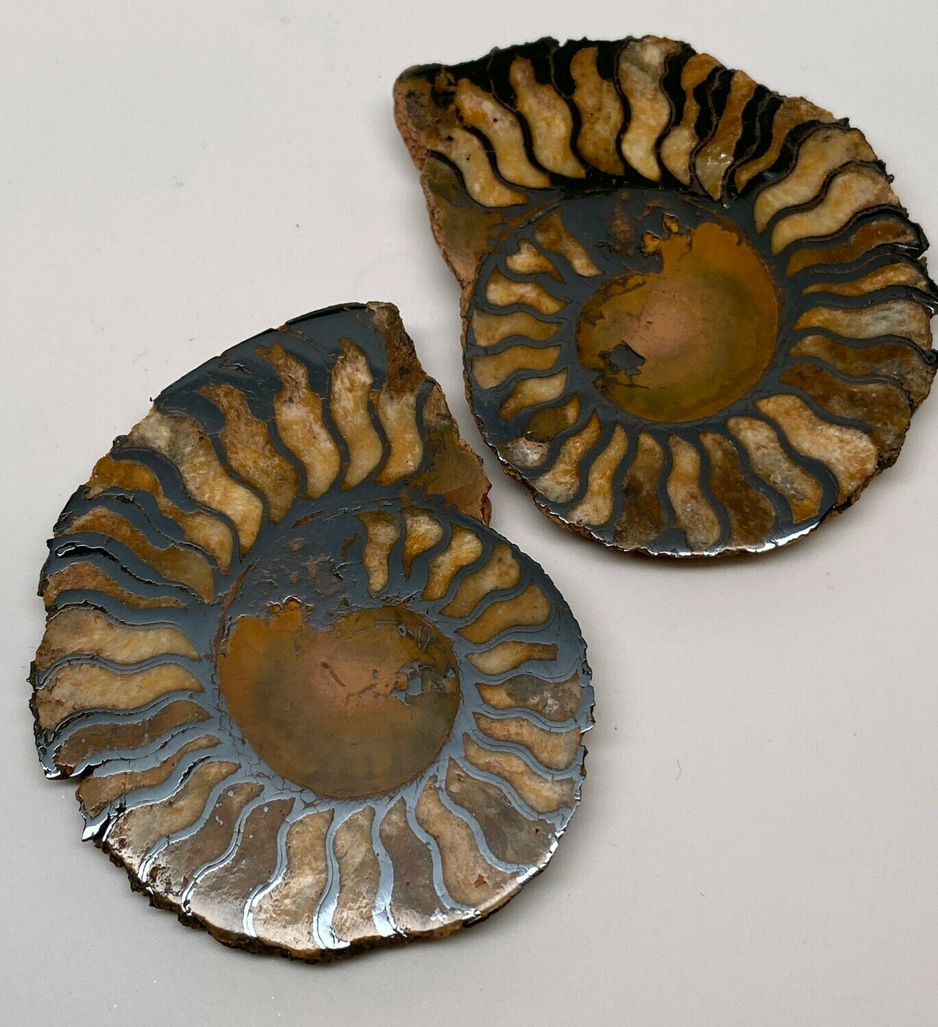 Nautilus Pair - Large