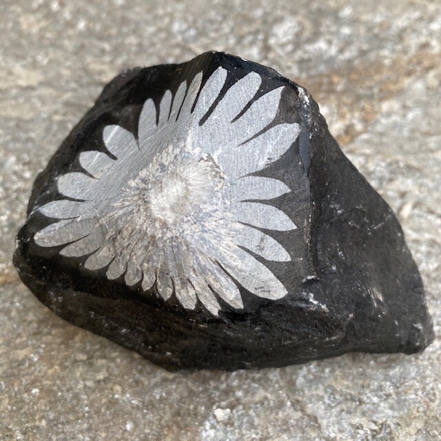 Chrysanthemum Stone
