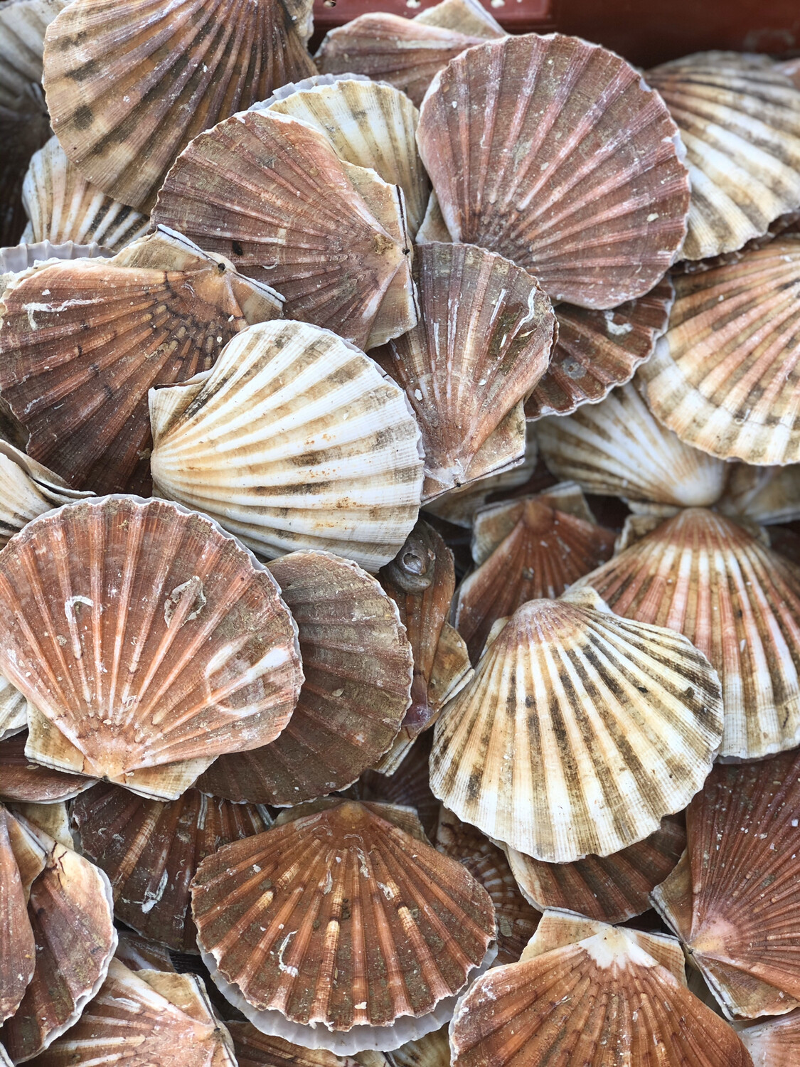 Prix Coquille Saint Jacques Boulogne Sur Mer