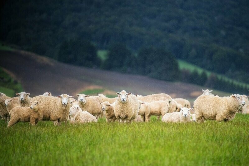 WOOL