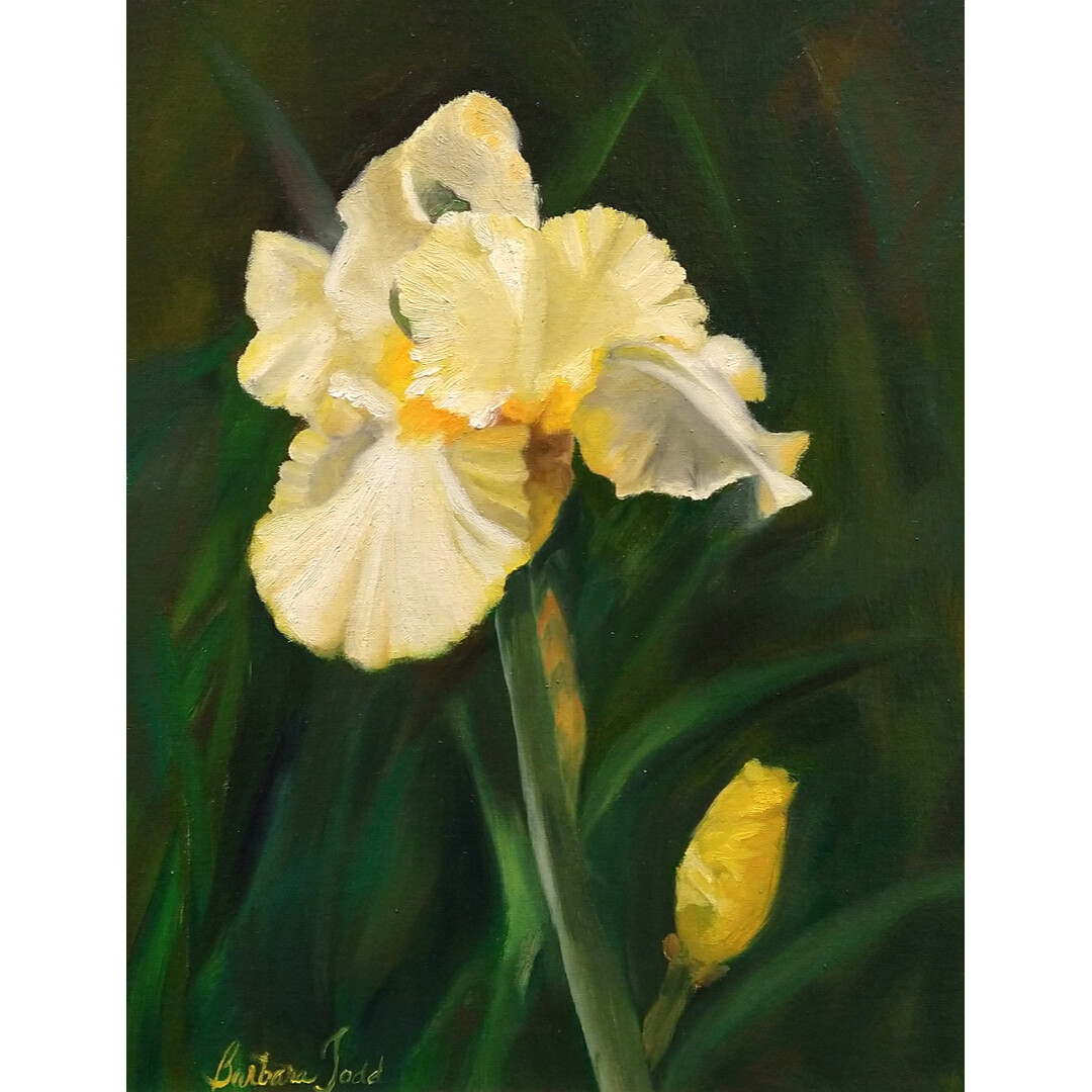 Iris in Yellow by Barbara Todd
