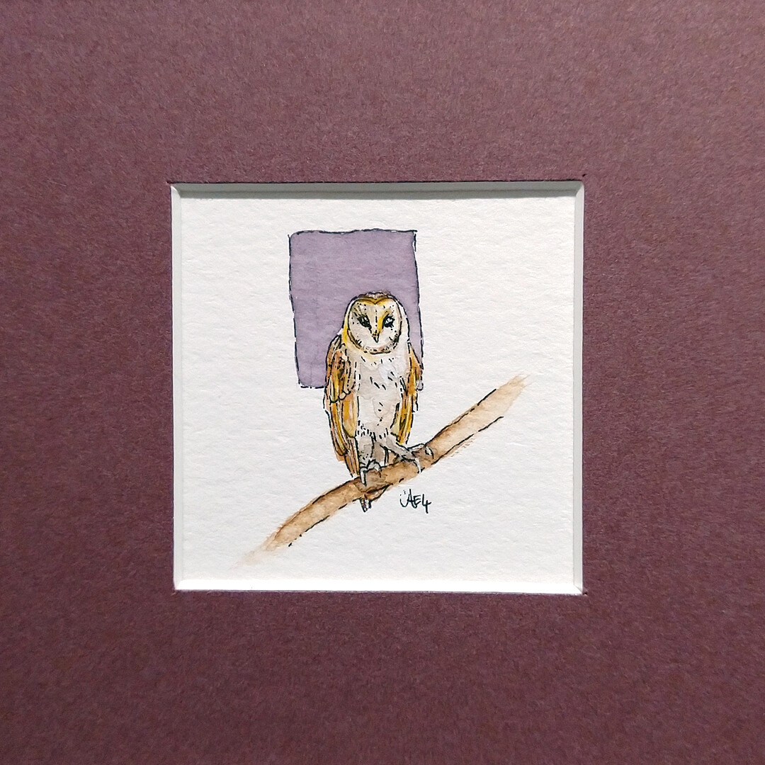 ​Barn Owl