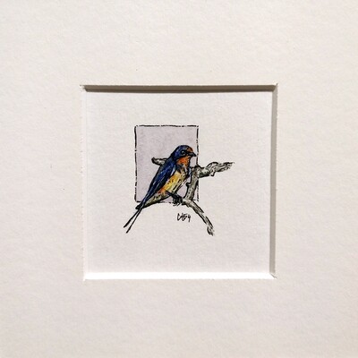 ​Barn Swallow