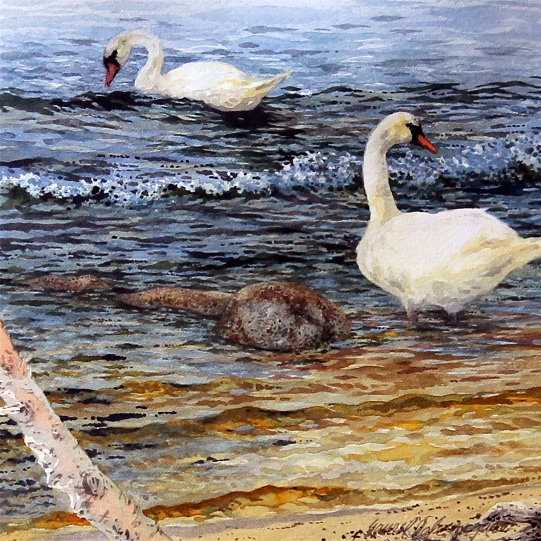 Lake Michigan Swans