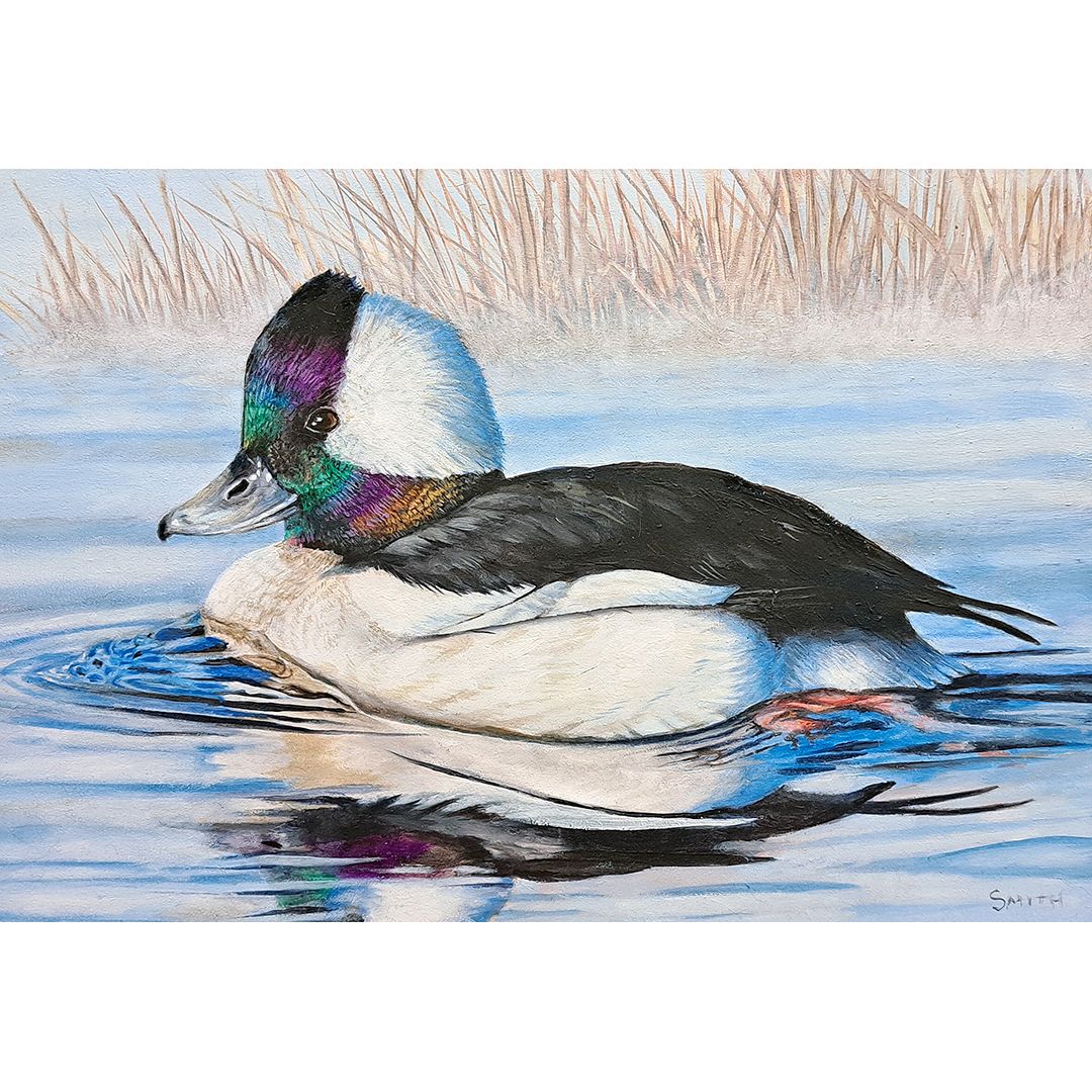 ​Bufflehead Beauty