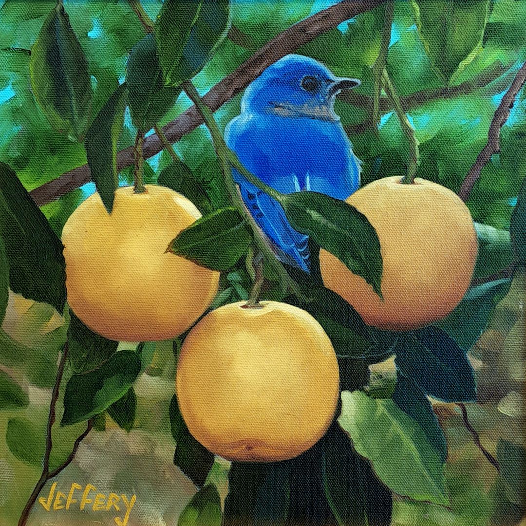 Bluebird in Grapefruit Tree