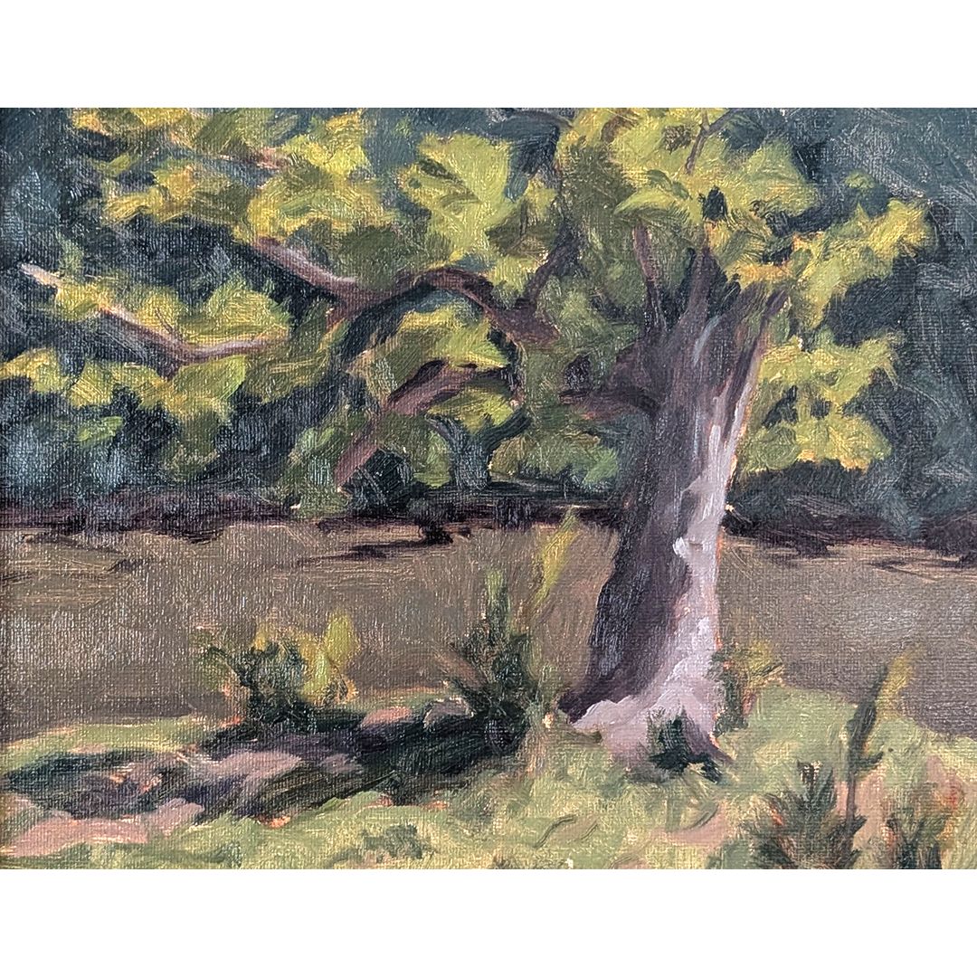 Old Tree at Lakewood Greenway by David Senter