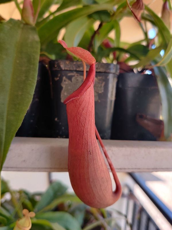 Nepenthes ventrata (alata x ventricosa) - (For beginners)