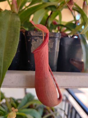 Nepenthes ventrata (alata x ventricosa) - (For beginners)