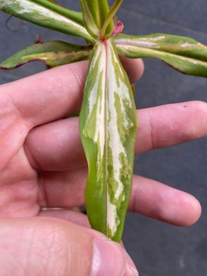 Nepenthes gracilis -  variegated - RARE - ( For Advanced )