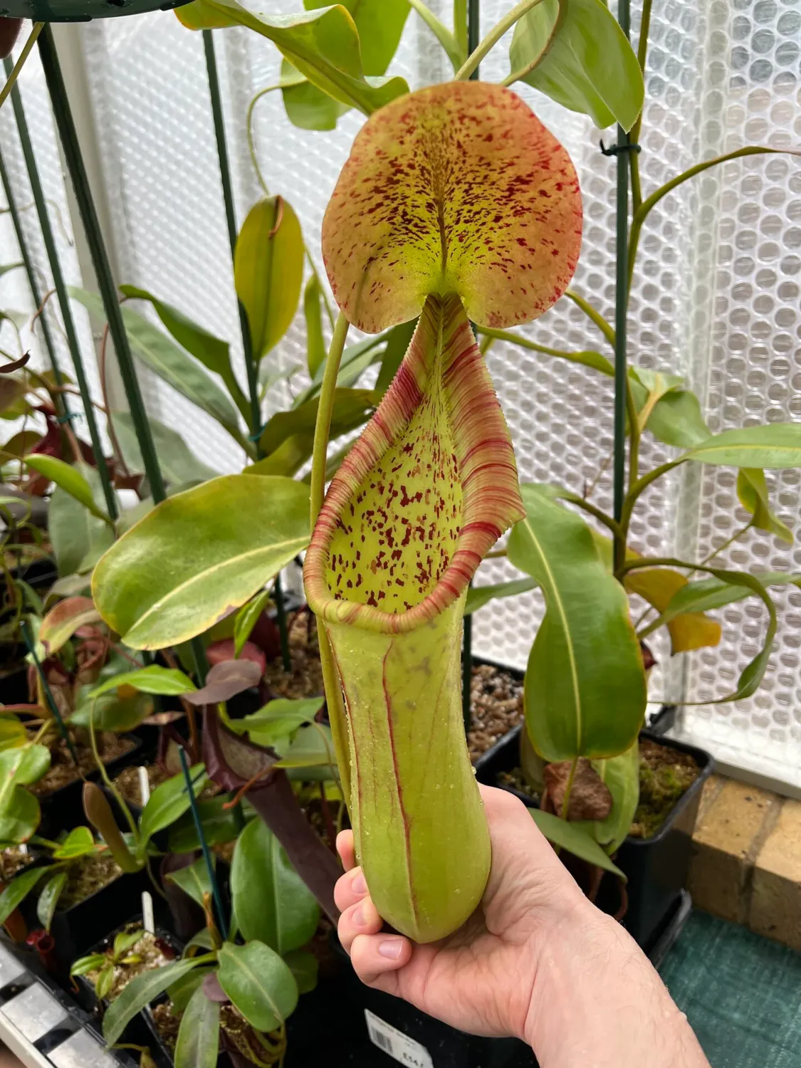 Nepenthes truncata - Pure Gene Specie - email/call shiva for lead time