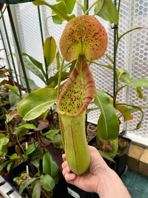 Nepenthes truncata - Pure Gene Specie - email/call shiva for lead time