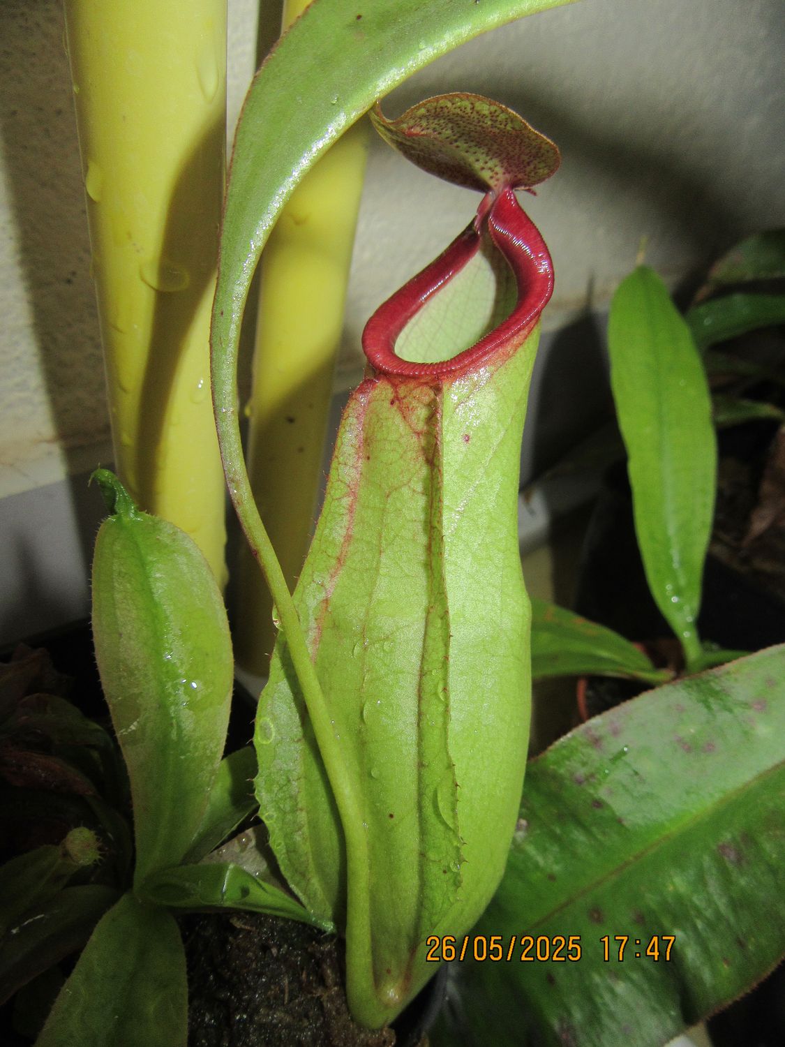 Nepenthes mirabilis - Red Lips - ( for beginners )
