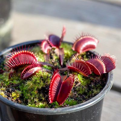 Venus flytrap - Dionaea muscipula