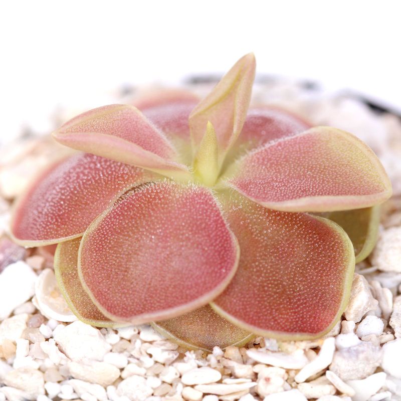 Pinguicula - Butterworts