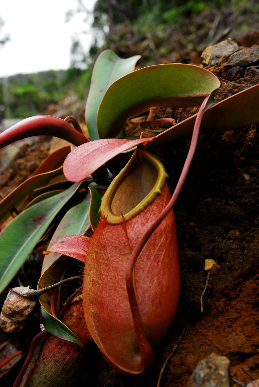 Nepenthes merrilliana - Pure Gene Specie - email/call shiva for lead time