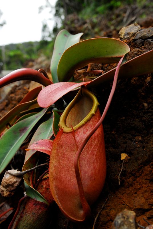 Nepenthes merrilliana - Pure Gene Specie - email/call shiva for lead time