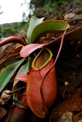 Nepenthes merrilliana - Pure Gene Specie - email/call shiva for lead time