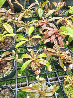 Nepenthes rafflesiana
