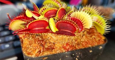 Venus flytrap - Dionaea muscipula Venus flytrap - Dionaea muscipula