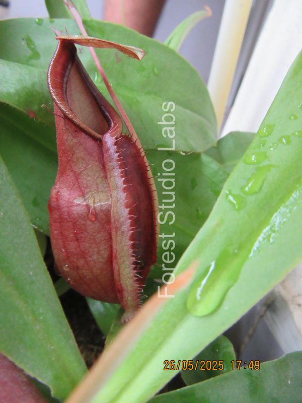 Nepenthes Generic Hybrid - (For beginners) - VRAM (Viking x Raff) x (Ampullaria x Mirabilis)