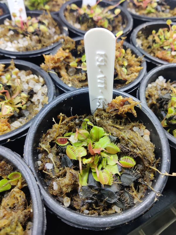 Venus flytrap - Dionaea muscipula