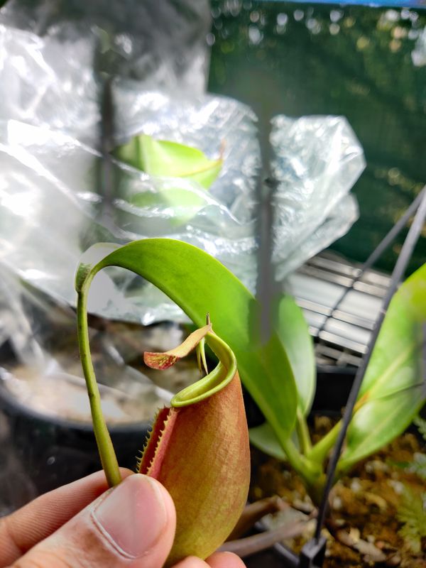 ​Nepenthes bicalcarata - XL - Pure Gene sp