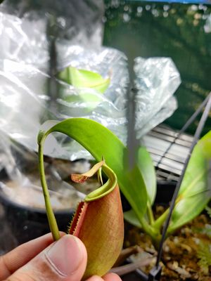 ​Nepenthes bicalcarata - XL - Pure Gene sp