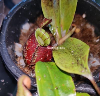 Nepenthes ampullaria black x viking Nepenthes ampullaria black x viking