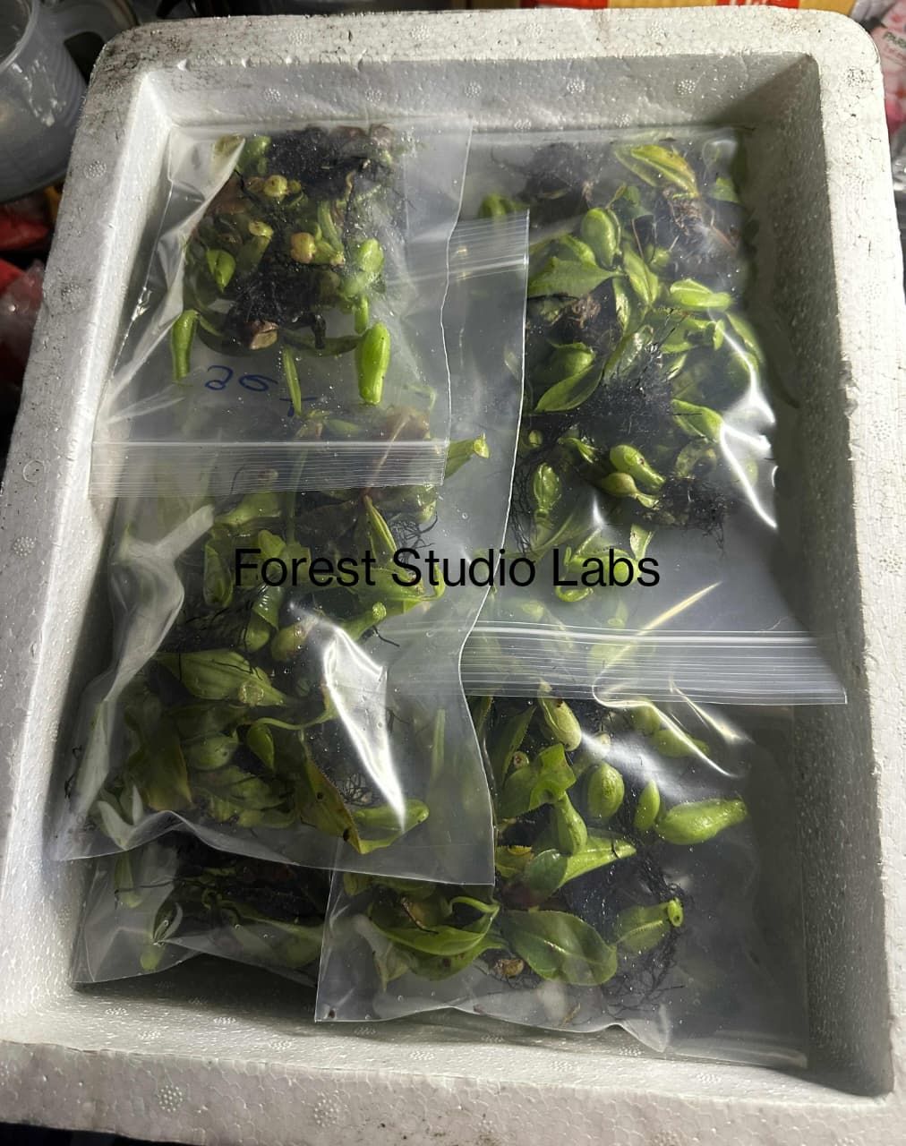 🌿 Nepenthes - Hybrid Mix – Ampullaria × Viking × rafflesiana × mirabilis Lineage