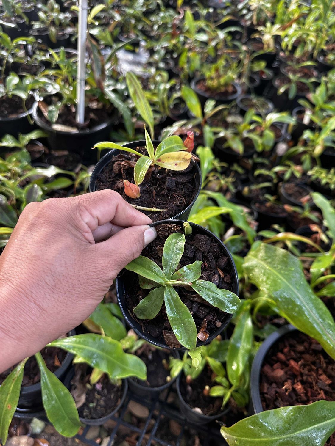 🌿 Nepenthes - Hybrid Mix – Ampullaria × Viking × rafflesiana × mirabilis Lineage