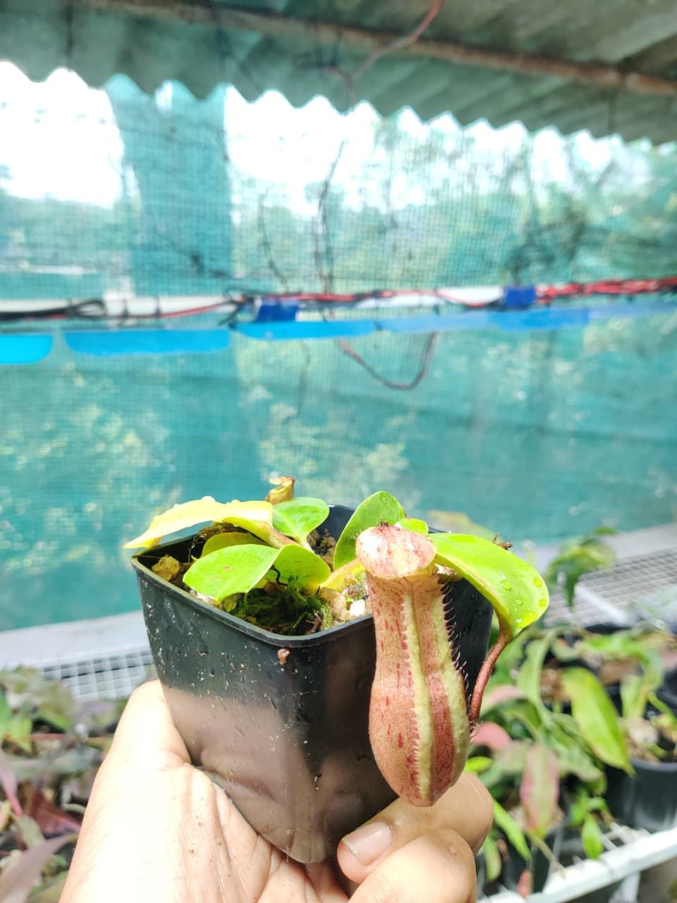 🔀 Nepenthes – Assorted Collection (Curated Individual Selections)