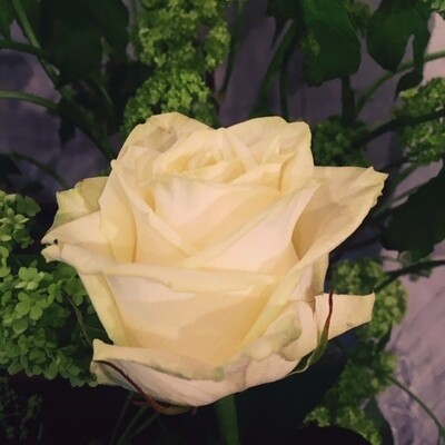 Bouquet de roses blanche