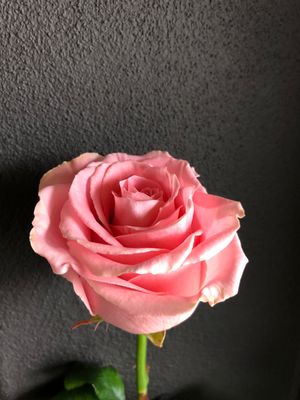 Bouquet de roses rose