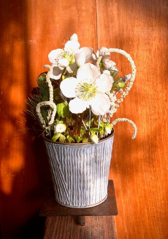 Ellébore d&#39;intérieur