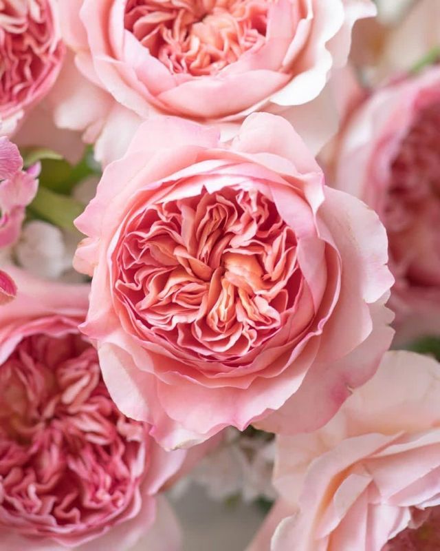 Bouquet de roses rose