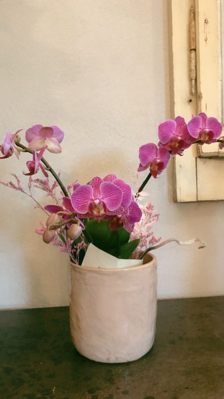 Orchidée Phalaenopsis