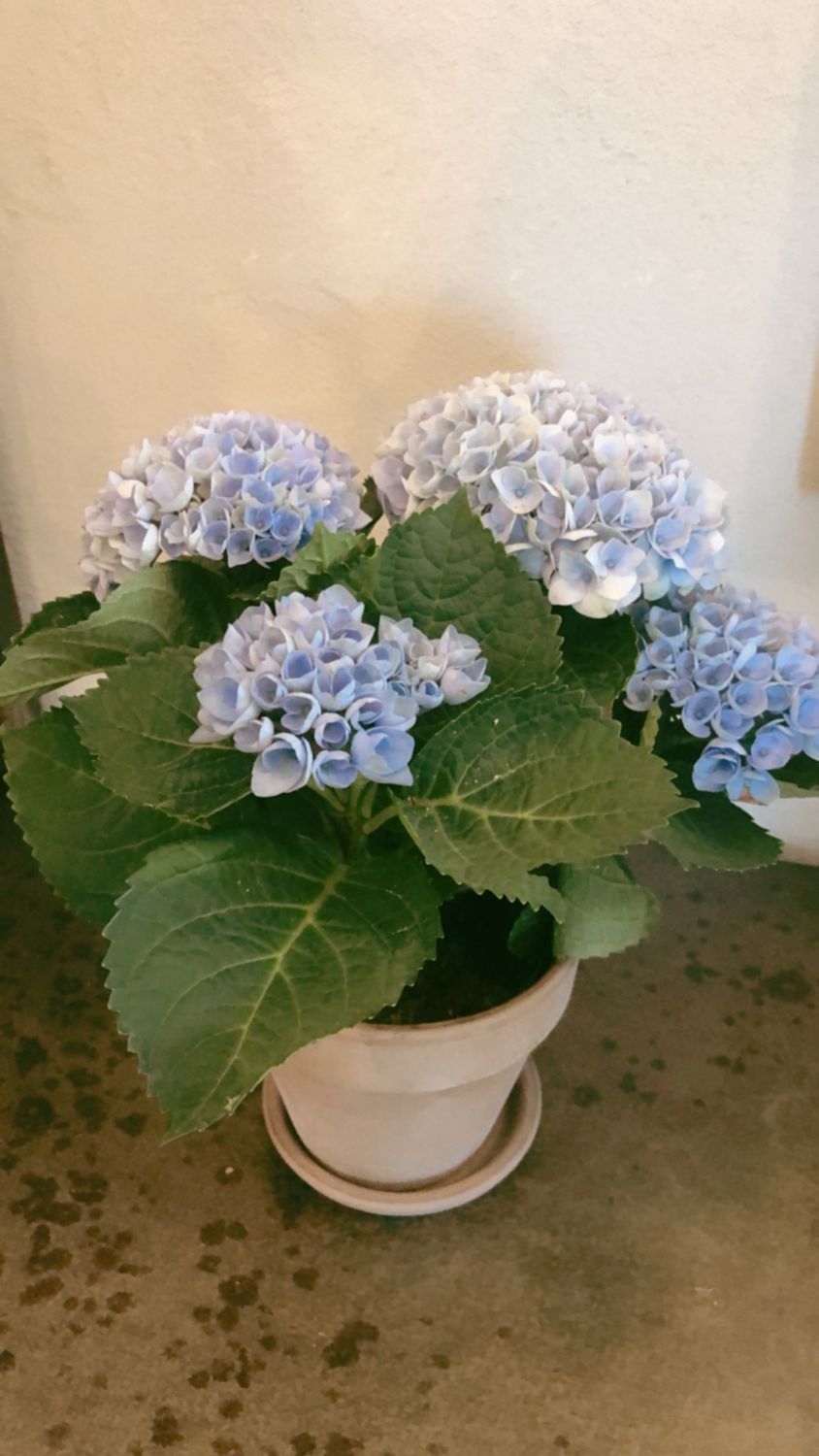 Hortensia