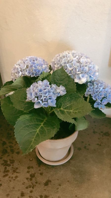 Hortensia