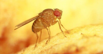 Drosophila melanogaster
(Moscerino della frutta)